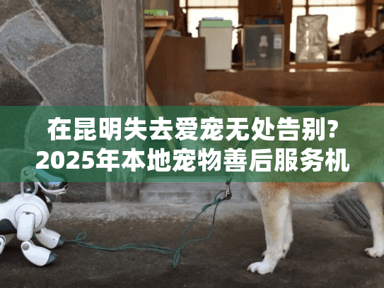 在昆明失去爱宠无处告别?2025年本地宠物善后服务机构真实测评