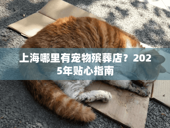 上海哪里有宠物殡葬店？2025年贴心指南