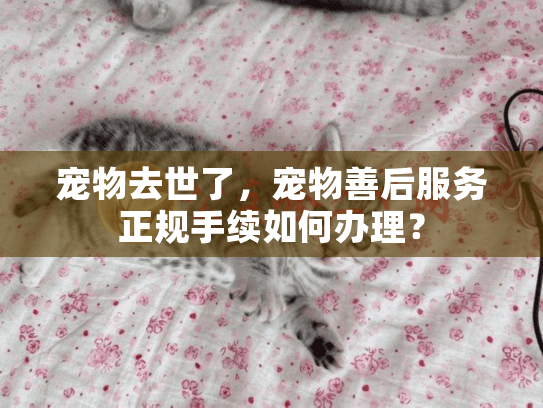 宠物去世了，宠物善后服务正规手续如何办理？