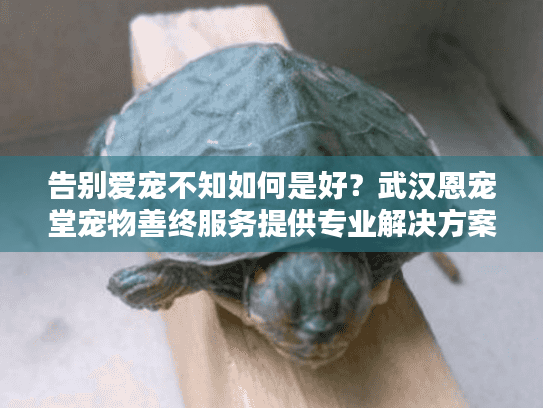 告别爱宠不知如何是好？武汉恩宠堂宠物善终服务提供专业解决方案