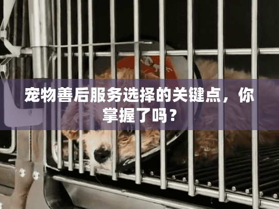 宠物善后服务选择的关键点，你掌握了吗？