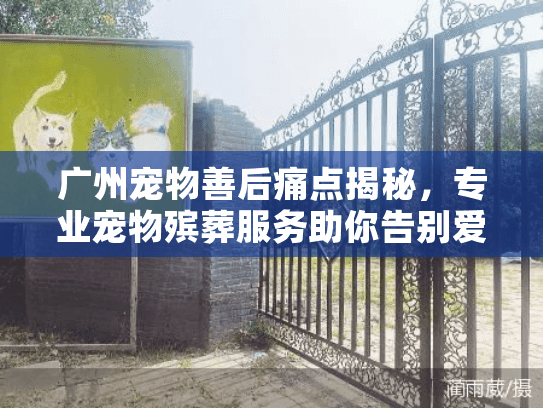 广州宠物善后痛点揭秘，专业宠物殡葬服务助你告别爱宠