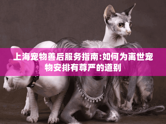 上海宠物善后服务指南:如何为离世宠物安排有尊严的道别