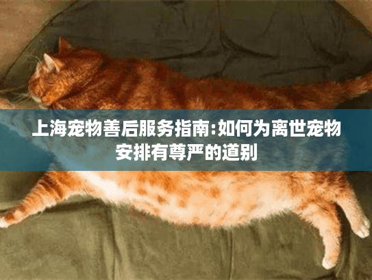 上海宠物善后服务指南:如何为离世宠物安排有尊严的道别
