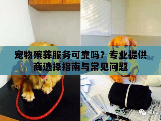 宠物殡葬服务可靠吗？专业提供商选择指南与常见问题