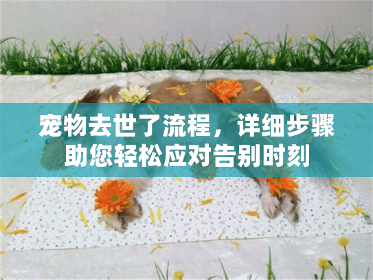 宠物去世了流程，详细步骤助您轻松应对告别时刻