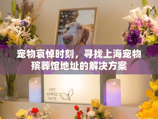 宠物哀悼时刻，寻找上海宠物殡葬馆地址的解决方案