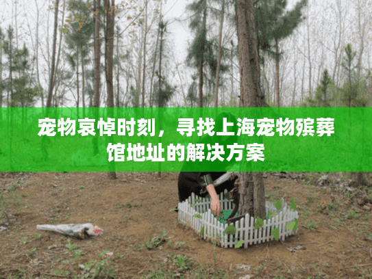 宠物哀悼时刻，寻找上海宠物殡葬馆地址的解决方案