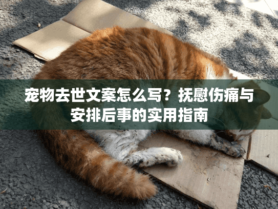宠物去世文案怎么写？抚慰伤痛与安排后事的实用指南