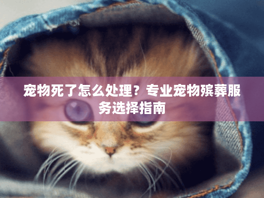 宠物死了怎么处理？专业宠物殡葬服务选择指南