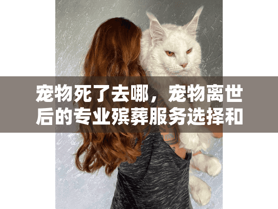 宠物死了去哪，宠物离世后的专业殡葬服务选择和情感支持指南
