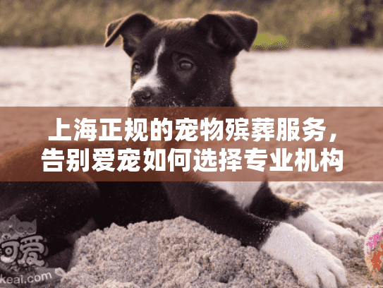 上海正规的宠物殡葬服务，告别爱宠如何选择专业机构？