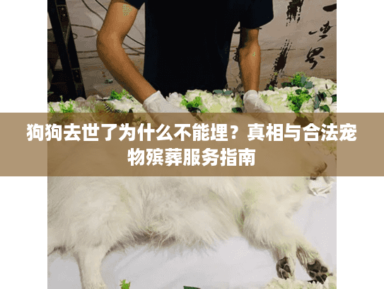 狗狗去世了为什么不能埋？真相与合法宠物殡葬服务指南