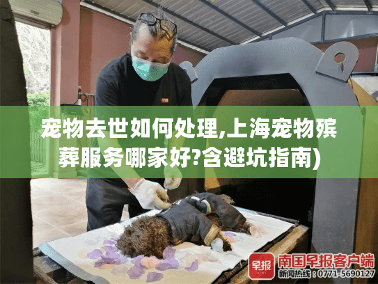 宠物去世如何处理,上海宠物殡葬服务哪家好?含避坑指南)