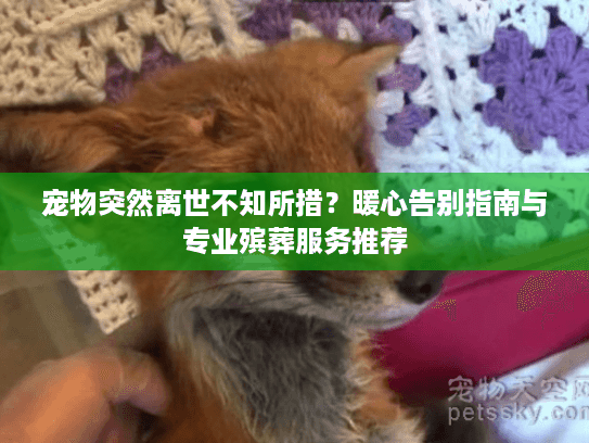 宠物突然离世不知所措？暖心告别指南与专业殡葬服务推荐