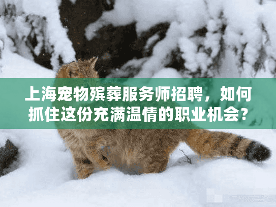 上海宠物殡葬服务师招聘，如何抓住这份充满温情的职业机会？