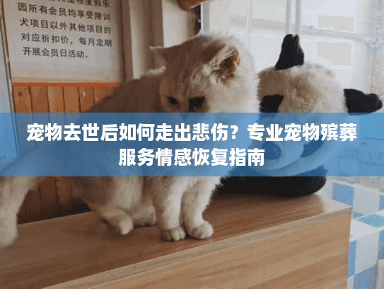 宠物去世后如何走出悲伤？专业宠物殡葬服务情感恢复指南