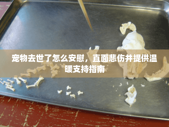 宠物去世了怎么安慰，直面悲伤并提供温暖支持指南