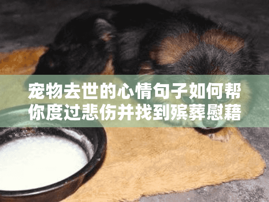 宠物去世的心情句子如何帮你度过悲伤并找到殡葬慰藉?