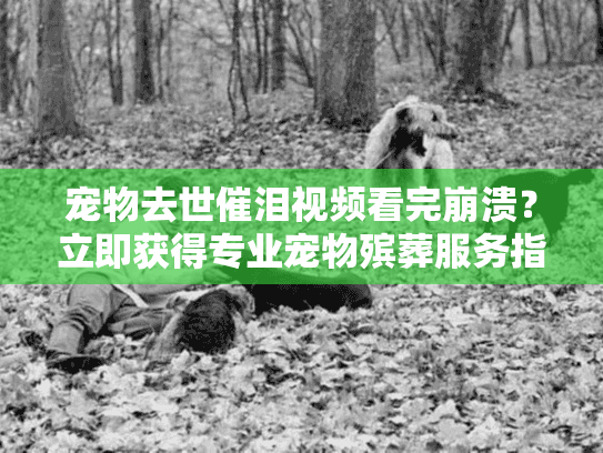 宠物去世催泪视频看完崩溃？立即获得专业宠物殡葬服务指南