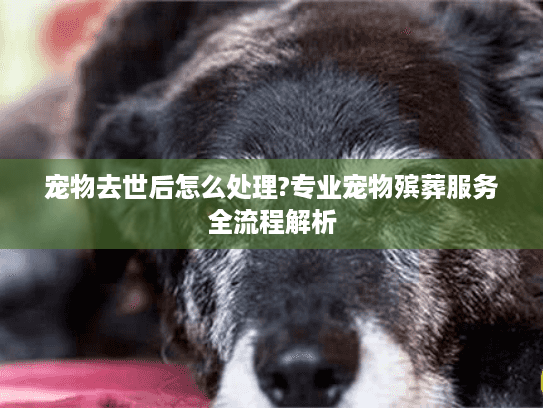 宠物去世后怎么处理?专业宠物殡葬服务全流程解析