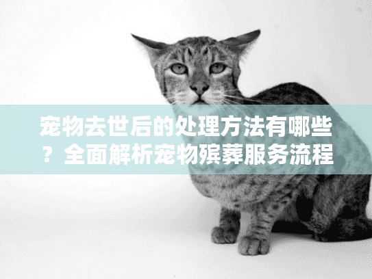 宠物去世后的处理方法有哪些？全面解析宠物殡葬服务流程