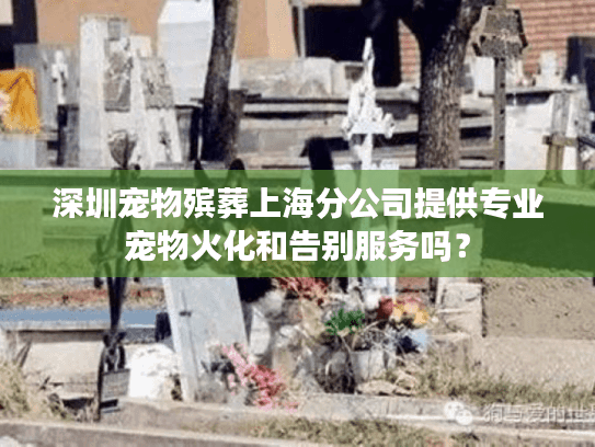 深圳宠物殡葬上海分公司提供专业宠物火化和告别服务吗？
