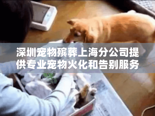 深圳宠物殡葬上海分公司提供专业宠物火化和告别服务吗？