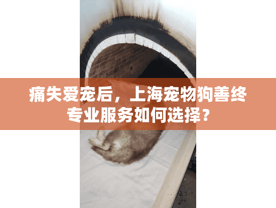 痛失爱宠后，上海宠物狗善终专业服务如何选择？