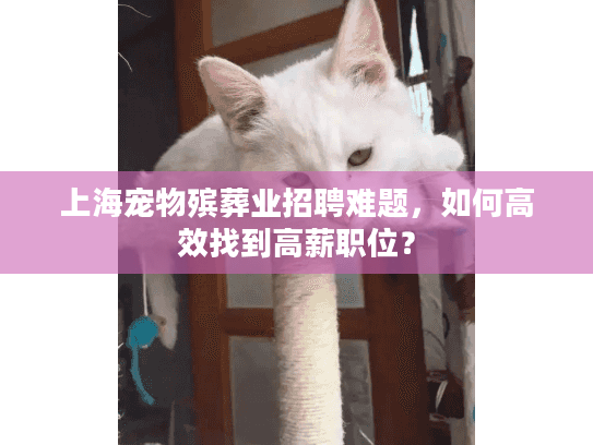 上海宠物殡葬业招聘难题，如何高效找到高薪职位？