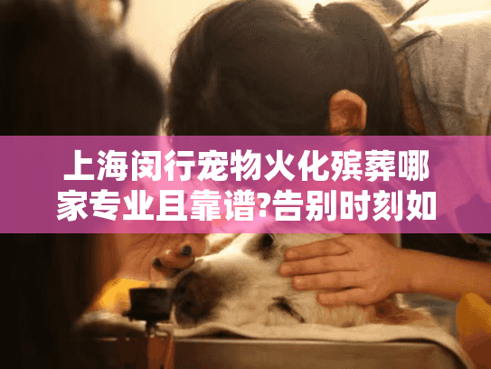 上海闵行宠物火化殡葬哪家专业且靠谱?告别时刻如何安心托付