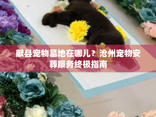 献县宠物墓地在哪儿?沧州宠物安葬服务终极指南 献县宠物墓地在哪儿?沧州宠物安葬服务终极指南