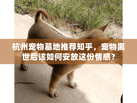 杭州宠物墓地推荐知乎，宠物离世后该如何安放这份情感？
