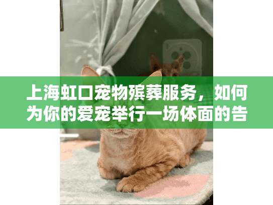 上海虹口宠物殡葬服务，如何为你的爱宠举行一场体面的告别仪式？