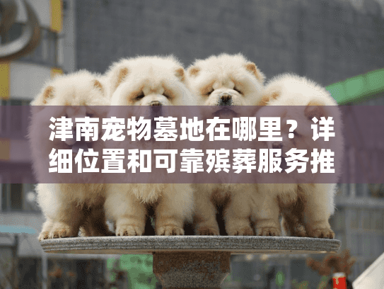 津南宠物墓地在哪里?详细位置和可靠殡葬服务推荐 津南宠物墓地在哪里?详细位置和可靠殡葬服务推荐