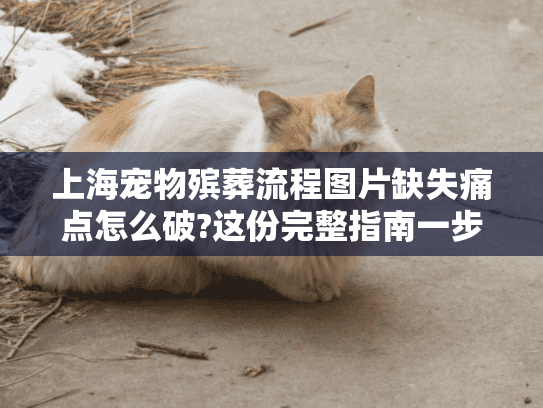 上海宠物殡葬流程图片缺失痛点怎么破?这份完整指南一步到位