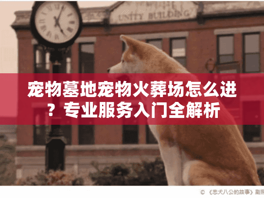 宠物墓地宠物火葬场怎么进？专业服务入门全解析
