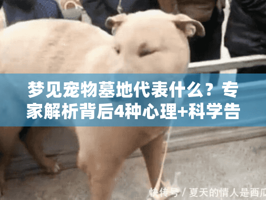 梦见宠物墓地代表什么？专家解析背后4种心理+科学告别方案