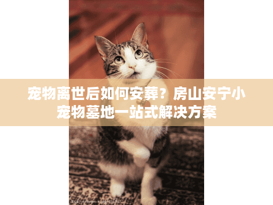 宠物离世后如何安葬？房山安宁小宠物墓地一站式解决方案
