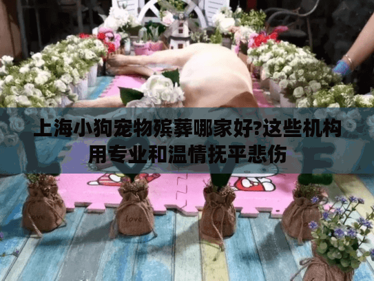 上海小狗宠物殡葬哪家好?这些机构用专业和温情抚平悲伤