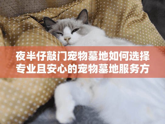 夜半仔敲门宠物墓地如何选择专业且安心的宠物墓地服务方案?