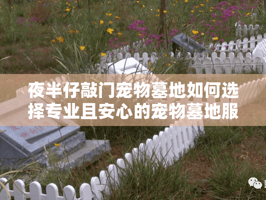 夜半仔敲门宠物墓地如何选择专业且安心的宠物墓地服务方案?