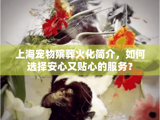 上海宠物殡葬火化简介，如何选择安心又贴心的服务？