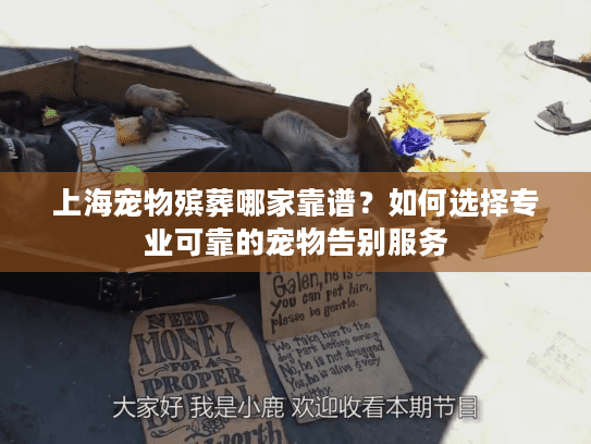 上海宠物殡葬哪家靠谱？如何选择专业可靠的宠物告别服务