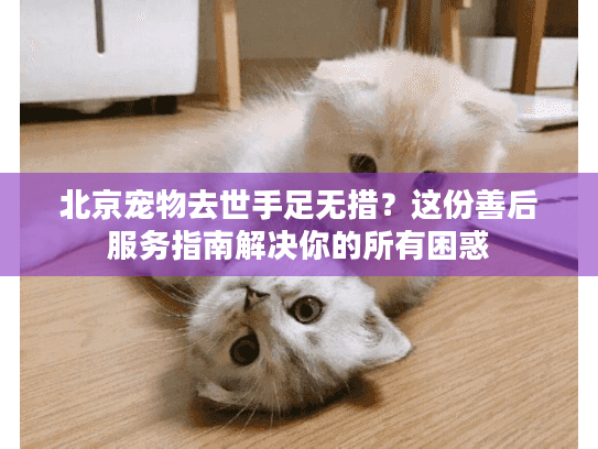 北京宠物去世手足无措？这份善后服务指南解决你的所有困惑