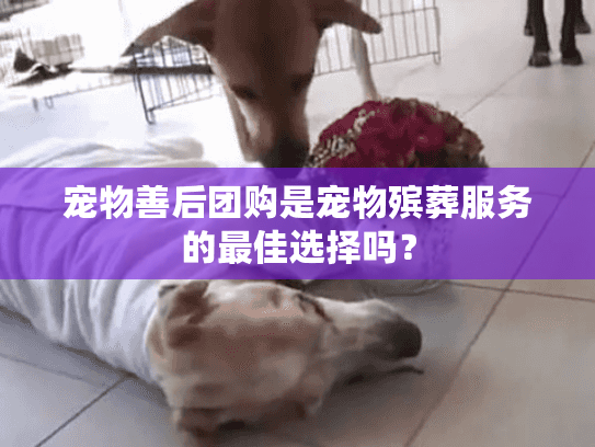 宠物善后团购是宠物殡葬服务的最佳选择吗？