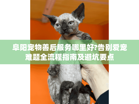 阜阳宠物善后服务哪里好?告别爱宠难题全流程指南及避坑要点
