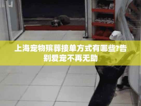 上海宠物殡葬接单方式有哪些?告别爱宠不再无助