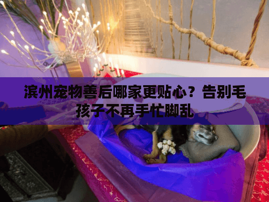 滨州宠物善后哪家更贴心？告别毛孩子不再手忙脚乱