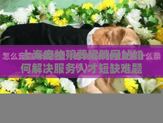 上海宠物殡葬招聘网站如何解决服务人才短缺难题?